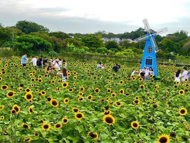 信芯園向日葵花海🌻🌻🌻