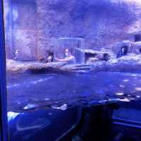 Ripley's aquarium Gatlinburg Tennessee