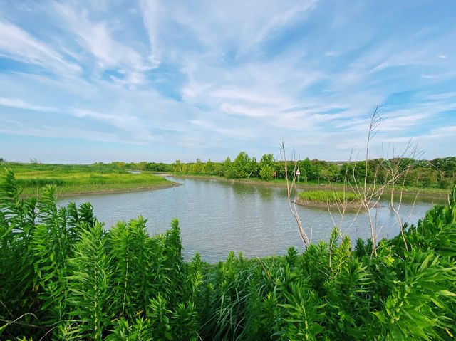 Lingang quest - Wetlands