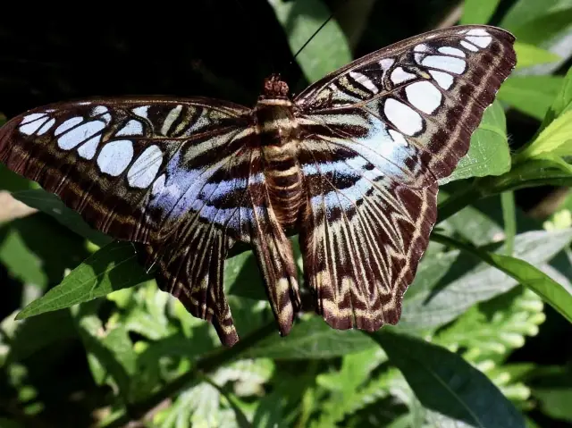 Kuala Lumpur Butterfly Park - KL, Malaysia