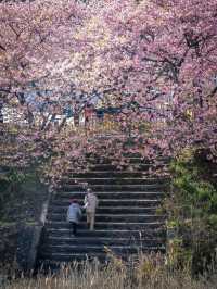 Earliest blooming cherry blossoms in all of Japan |