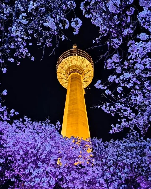 Don't miss the cherry blossoms in Zhenhai when enjoying cherry blossoms in Korea.