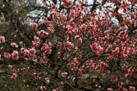 Japan's Ibaraki Tsukuba Mountain Plum Garden