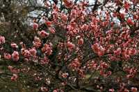 Japan's Ibaraki Tsukuba Mountain Plum Garden