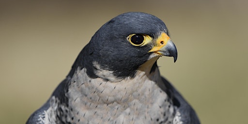 SPFGA Naturalist Series - Return of the Peregrine | Ketchamoot Creek Property (the range), 50302 Rge Rd 203