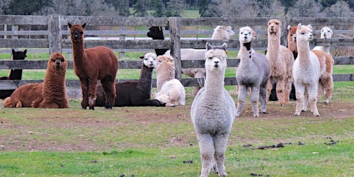 Alpaca Yoga Event! | 9980 Wise Road, Auburn, CA, USA