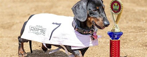 2025 Wiener Dog Races & Doggie Dash | Red Mile Gaming & Racing