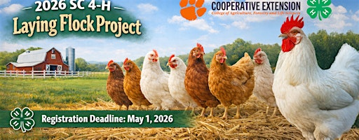 2026 4-H Laying Flock Project | South Carolina 4-H