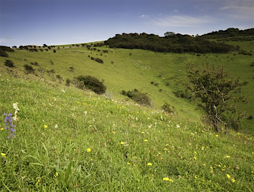 Corporate Wild Work Day: Conservation Day at Lewes, East Sussex | Malling Down Nature Reserve, Sussex Wildlife Trust