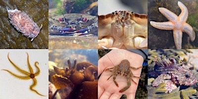 Grampian Wellbeing Festival - Adults Rockpool Safari | 5 Loirston Rd