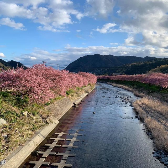 河津櫻～ 2020