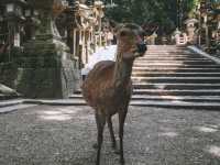 ชมน้องกวาง นารา (Nara) 🦌 ญี่ปุ่น 🇯🇵