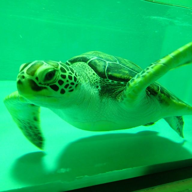 【沖縄･久米島】海に入らなくても会えるカメさん