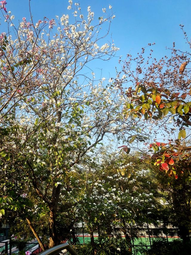 🌸有係時候一齊去公園賞花啦🥳