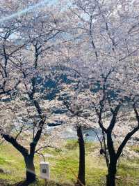 경남 벚꽃명소 중 제일인 하동 십리벚꽃길🌸💗