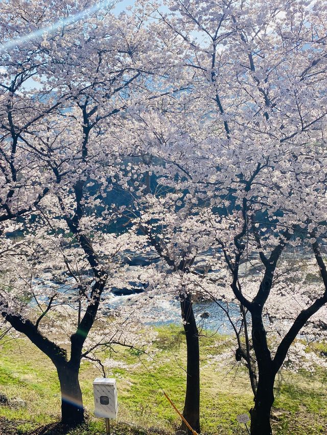 경남 벚꽃명소 중 제일인 하동 십리벚꽃길🌸💗