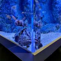 インスタ映えすると話題の水族館