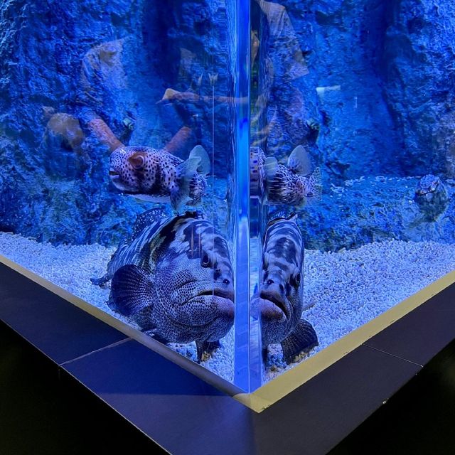インスタ映えすると話題の水族館