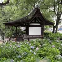 【京都】藤森神社のあじさい苑
