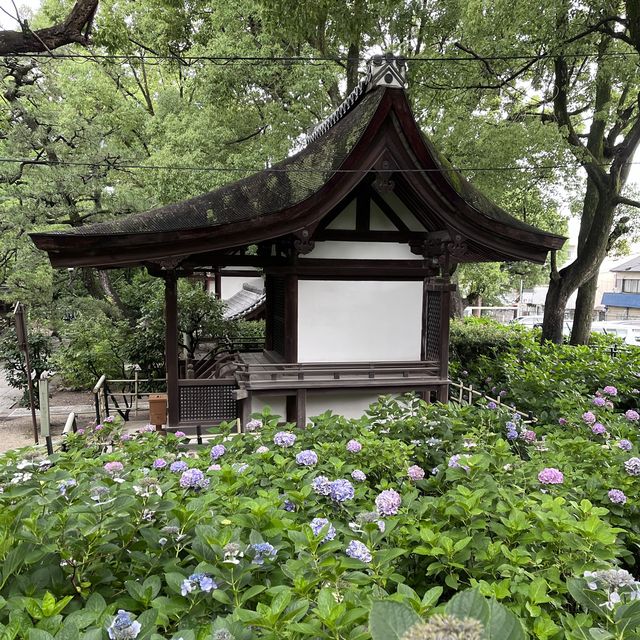 【京都】藤森神社のあじさい苑