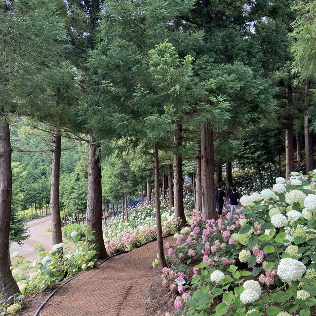 🌸나만 알고 싶은 보성 수국 핫스팟🌸