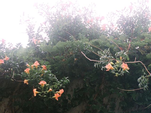 🌷능소화🌼구경하시고 싶으시다면??