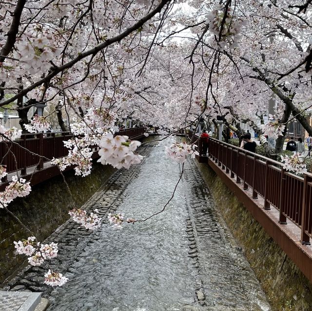진해 군항제 벚꽃