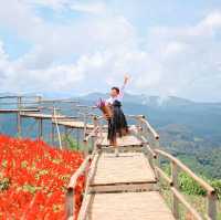 สวนดอกไม้ที่วิวสวยที่สุด | ม่อนแจ่ม ~ เชียงใหม่
