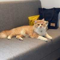 โรงแรม pet friendly ใกล้ emquartier และ emporium