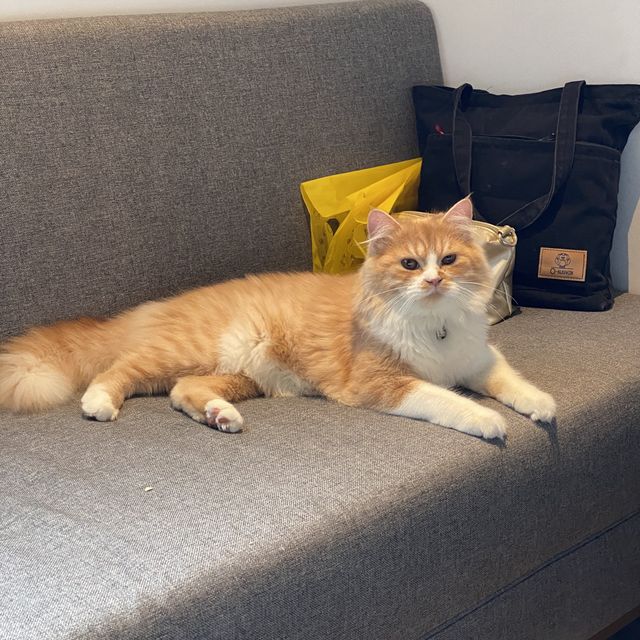 โรงแรม pet friendly ใกล้ emquartier และ emporium