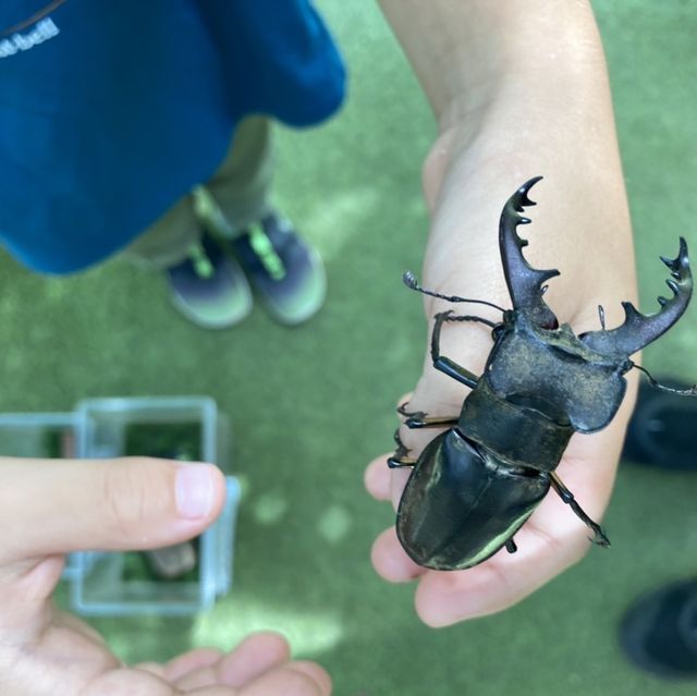 びーとるランド
