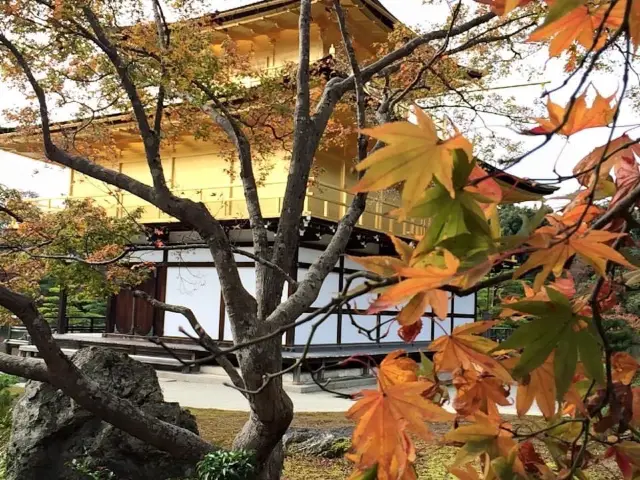 Golden Autumn at Golden Pavilion 