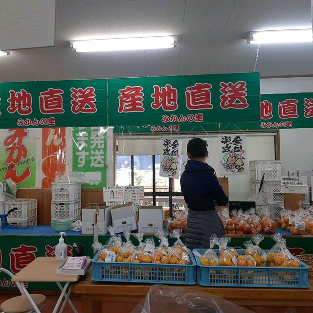 安い！うまい！いつでも買える！みかん専門店