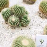 Café Amazon ปตท. บริษัท นาหม่อมอานนท์ จำกัด