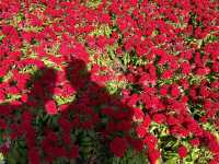 本地遊 | 將軍澳賞花路線 | 由文曲里經海濱走到康城