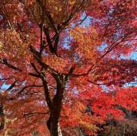 日本 最美的還是風景🍁🌼🗻