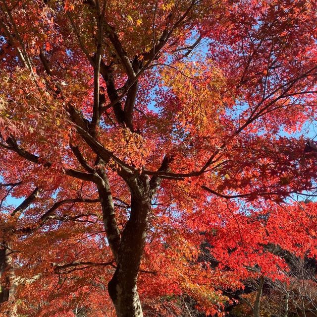 日本 最美的還是風景🍁🌼🗻