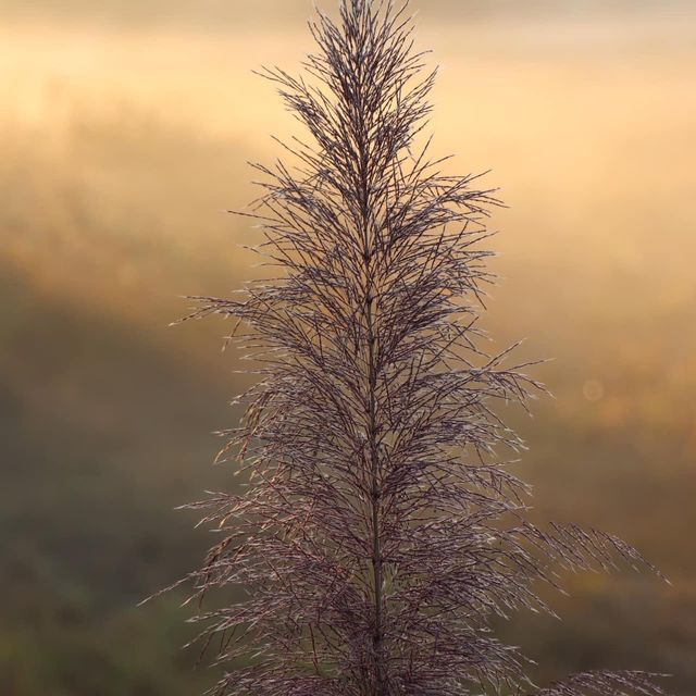 altTitle