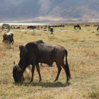 A most SPECTACULAR photo Safari in Tanzania 