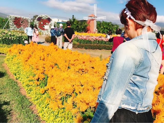 臺中后里 市郊人氣後花園 中社觀光花市花海