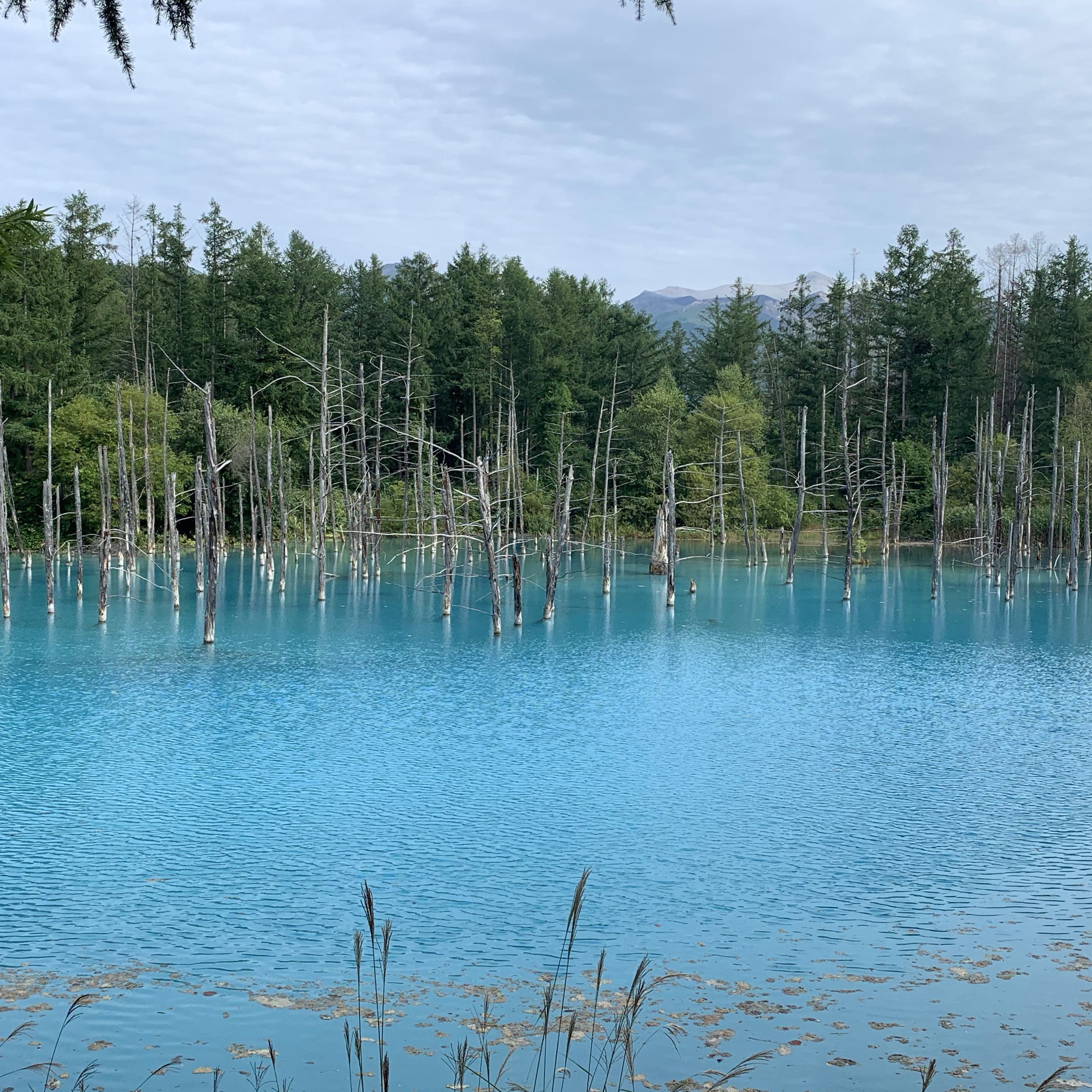 美瑛町 青い池 | Trip.com 美瑛