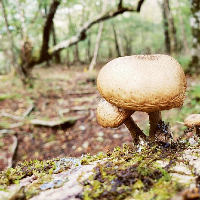 【山梨県、静岡県、神奈川県】三国山