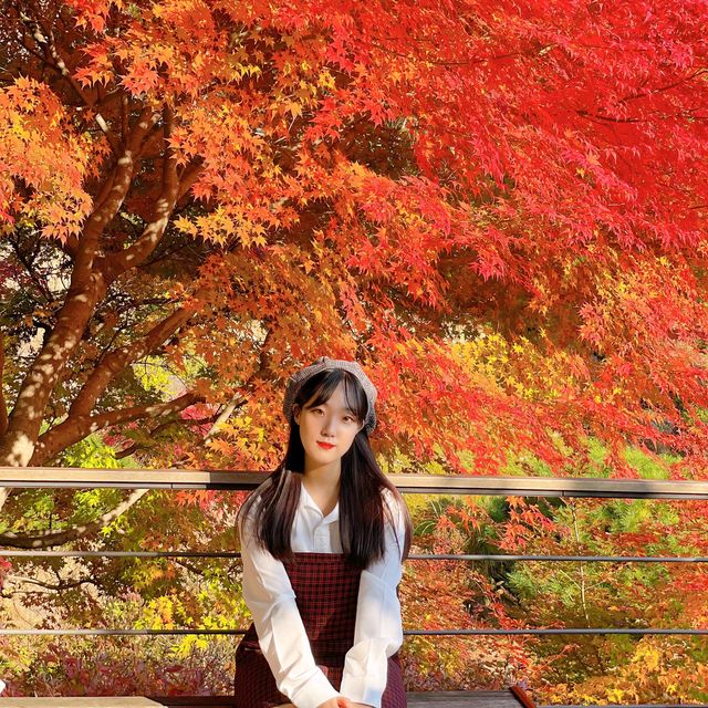 [곤지암] 인생 단풍 여행지는 여기 " 화담숲 "  