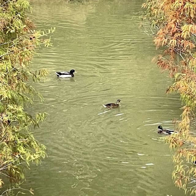 三灣落羽松莊園 🖌 秋意濃🍁的文青打卡景點