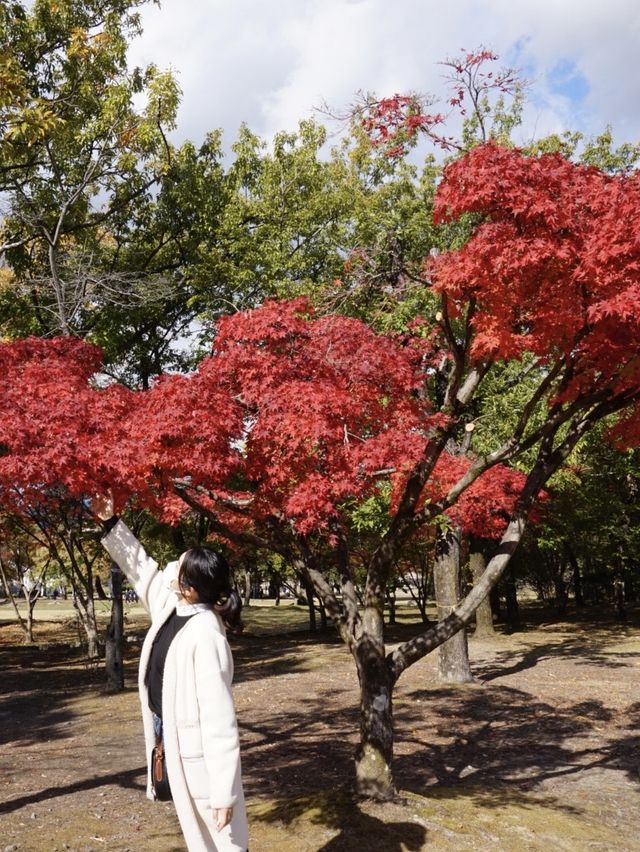 【大阪】万博記念公園🌏