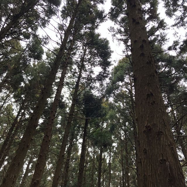 [제주도 여행] 산림욕 추천장소, 사려니숲길&비자림🌳