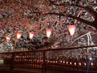 【東京】夜桜ライトアップの名所🌸目黒川の桜並木