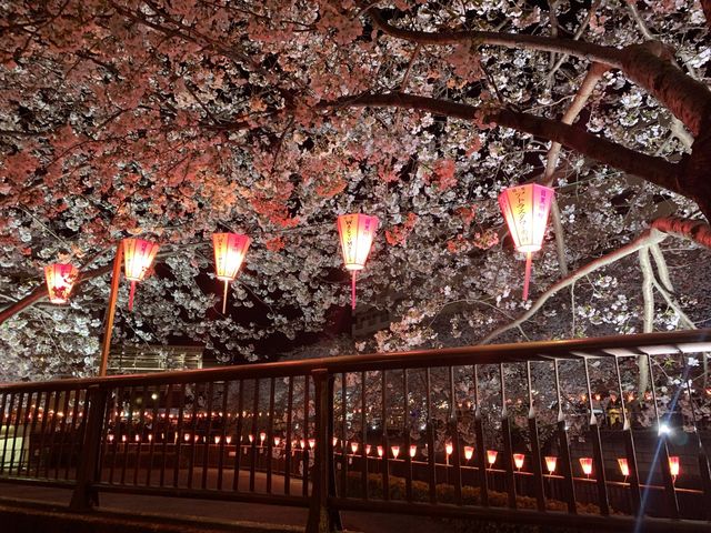 【東京】夜桜ライトアップの名所🌸目黒川の桜並木