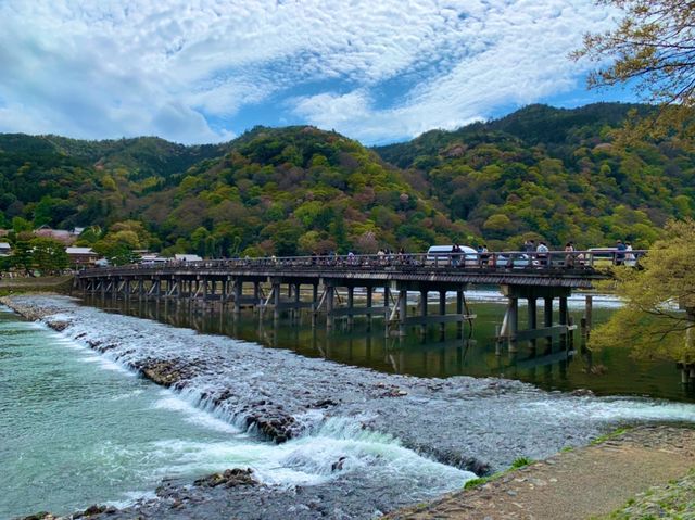 京都　KYOTO SAKURAめぐり❗️渡月橋から嵐山公園中之島地区まで散策してみた！