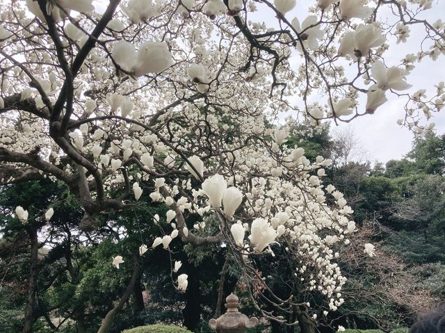 【新宿】都心の緑地　新宿御苑